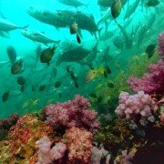 Deep Blue - galeria zdjęć - filmweb