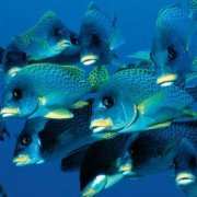 Deep Blue - galeria zdjęć - filmweb