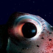 Deep Blue - galeria zdjęć - filmweb