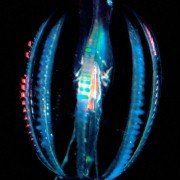 Deep Blue - galeria zdjęć - filmweb