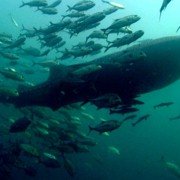 Deep Blue - galeria zdjęć - filmweb