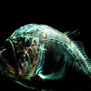 Deep Blue - galeria zdjęć - filmweb