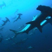 Deep Blue - galeria zdjęć - filmweb