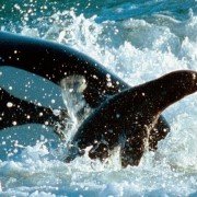 Deep Blue - galeria zdjęć - filmweb
