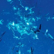 Deep Blue - galeria zdjęć - filmweb