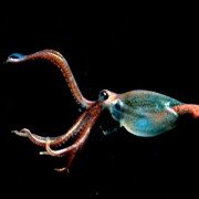 Deep Blue - galeria zdjęć - filmweb