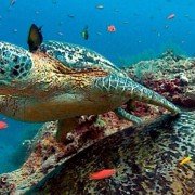 Deep Blue - galeria zdjęć - filmweb