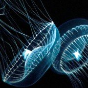 Deep Blue - galeria zdjęć - filmweb