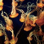 Deep Blue - galeria zdjęć - filmweb