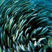 Deep Blue - galeria zdjęć - filmweb
