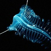 Deep Blue - galeria zdjęć - filmweb
