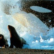 Deep Blue - galeria zdjęć - filmweb