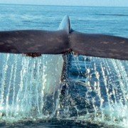 Deep Blue - galeria zdjęć - filmweb