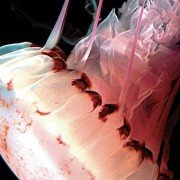Deep Blue - galeria zdjęć - filmweb