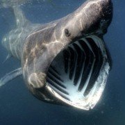 Deep Blue - galeria zdjęć - filmweb