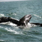 Deep Blue - galeria zdjęć - filmweb