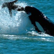 Deep Blue - galeria zdjęć - filmweb