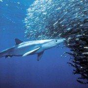Deep Blue - galeria zdjęć - filmweb