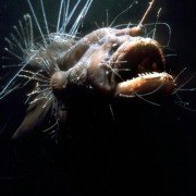 Deep Blue - galeria zdjęć - filmweb