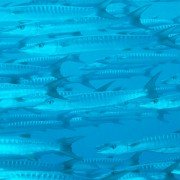 Deep Blue - galeria zdjęć - filmweb