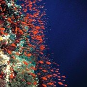 Deep Blue - galeria zdjęć - filmweb