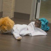 Animal Practice - galeria zdjęć - filmweb