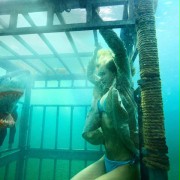 Noc rekinów 3D - galeria zdjęć - filmweb