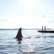 Shark Night 3D - galeria zdjęć - filmweb