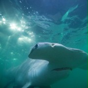 Shark Night 3D - galeria zdjęć - filmweb