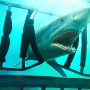 Shark Night 3D - galeria zdjęć - filmweb