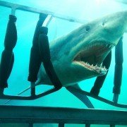 Shark Night 3D - galeria zdjęć - filmweb