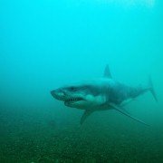 Shark Night 3D - galeria zdjęć - filmweb