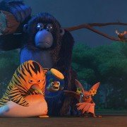 Les As de la Jungle En Direct - galeria zdjęć - filmweb