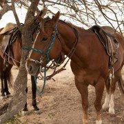 O Matador - galeria zdjęć - filmweb