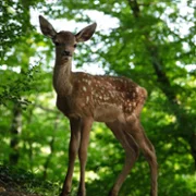 Bambi, l'histoire d'une vie dans les bois - galeria zdjęć - filmweb