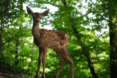 Bambi. Opowieść leśna - galeria zdjęć - filmweb