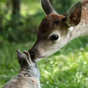 Bambi, l'histoire d'une vie dans les bois - galeria zdjęć - filmweb
