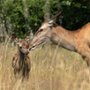 Bambi. Opowieść leśna - galeria zdjęć