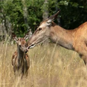 Bambi, l'histoire d'une vie dans les bois - galeria zdjęć - filmweb