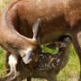 Bambi. Opowieść leśna - galeria zdjęć