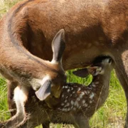 Bambi, l'histoire d'une vie dans les bois - galeria zdjęć - filmweb