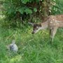 Bambi. Opowieść leśna - galeria zdjęć