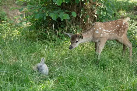 Bambi. Opowieść leśna - galeria zdjęć - filmweb