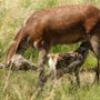 Bambi. Opowieść leśna - galeria zdjęć