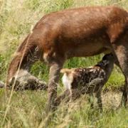 Bambi, l'histoire d'une vie dans les bois - galeria zdjęć - filmweb