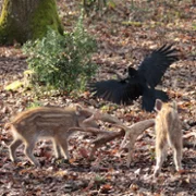 Bambi, l'histoire d'une vie dans les bois - galeria zdjęć - filmweb