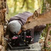Bambi, l'histoire d'une vie dans les bois - galeria zdjęć - filmweb
