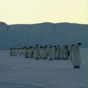 Marsz pingwinów - galeria zdjęć - filmweb