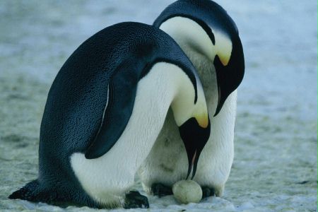 Marsz pingwinów - galeria zdjęć - filmweb