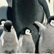 La Marche de l'empereur - galeria zdjęć - filmweb
